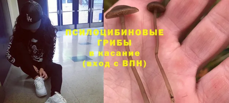 Псилоцибиновые грибы Psilocybe  Щёлкино 